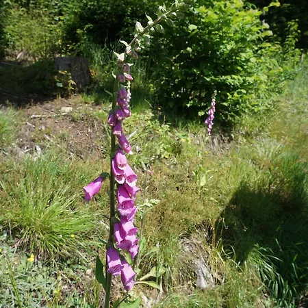 S'heisl Em Woid * Bad Koetzting